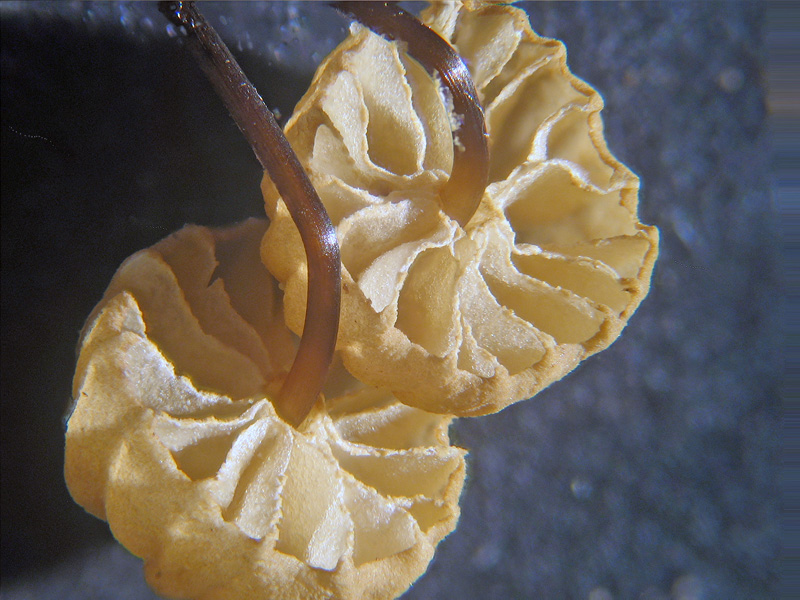 Marasmius bulliardi